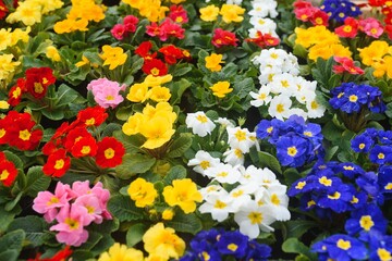 Colorful background from garden of flowers and berries, top view.