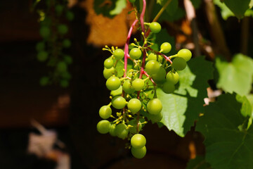 Young green branch of grapes in the garden.