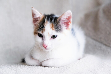 Fototapeta na wymiar Portrait of a cute, adorable tricolor kitten on a light armchair or bed. Taking care and taking care of pets. Copy space