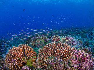 School of Magenta slender anthias in a coral reef (Rangiroa, Tuamotu Islands, French Polynesia in 2012)