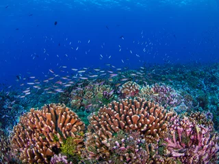 Gardinen School of Magenta slender anthias in a coral reef (Rangiroa, Tuamotu Islands, French Polynesia in 2012) © Mayumi.K.Photography