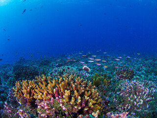 Fototapeta na wymiar School of Magenta slender anthias in a coral reef (Rangiroa, Tuamotu Islands, French Polynesia in 2012)