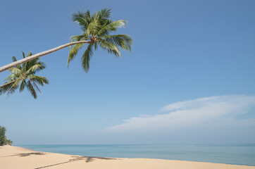 Fototapeta na wymiar Coconut Palm tree on the sandy beach with blue sky.
