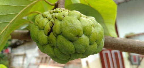 sirkaya fruit with green leaf