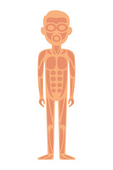 Anatomy of man muscular system - anterior view