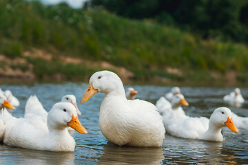 Flock of white ducks swim in the pond