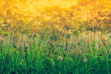 soft focus pink  grass fields  blooming   at  morning  sunrise