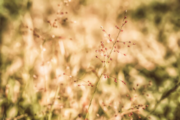soft focus little pink grass flower  with green bokeh outdoor scence  spring nature background
