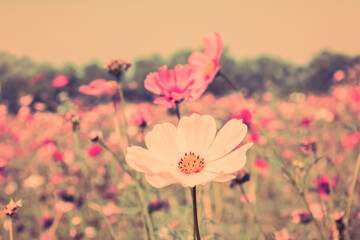 soft  focus white cosmos flower in garden   bokeh  spring ,summer background
