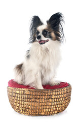 papillon dog in studio