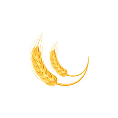 Ears of wheat or rice. Agricultural wheat spikelets symbols isolated on white background. Organic farm, crop seed bread packaging or beer label. Wheat spikelets vector