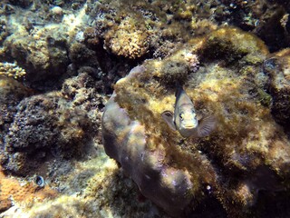 coral reef with fish