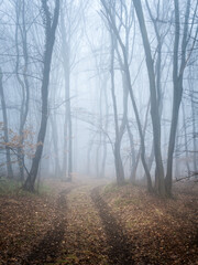 Foggy forest with path in winter - obrazy, fototapety, plakaty