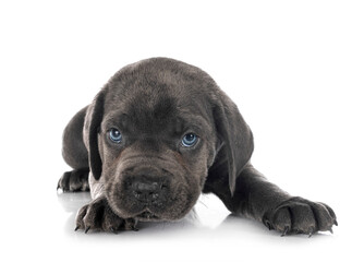 puppy cane corso