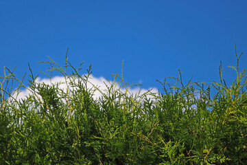Young green juniper against blue sky in spring or summer.