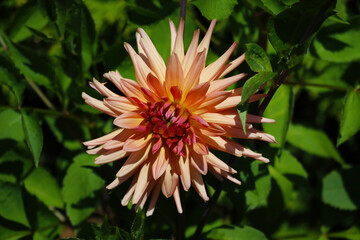 Bud Dahlia flower close up in the garden.