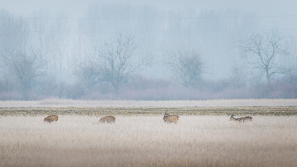 Roe deer on a cold morning at a meadow