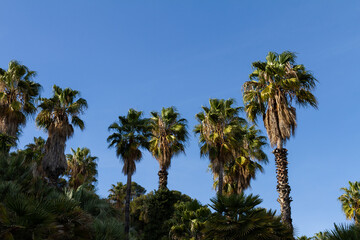 Fototapeta na wymiar Livistona chinensis, Chinese fan palm, palm group with blue background, landscape concept