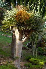Dracaena draco, Canary Islands dragon tree, fruit of the tree, botanical concept