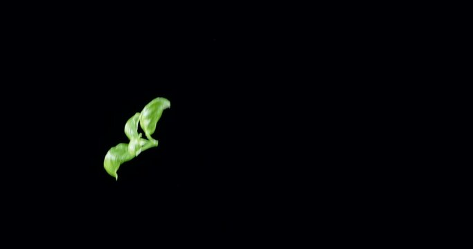 Fresh green basil leaves slowly fly up and fall on a black background. Blackmagic Ursa Pro G2, 300 fps.