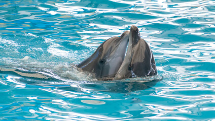 Couple Happy smiling dolphin playing in blue water in aquarium.