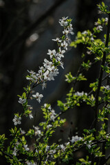 Arbre en fleurs