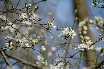 Arbre en fleurs