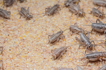 cricket farming. 25 days after birth.