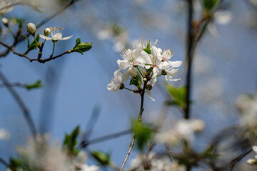 Arbre en fleurs