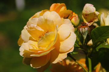 A young orange rose blooms in the park in spring.