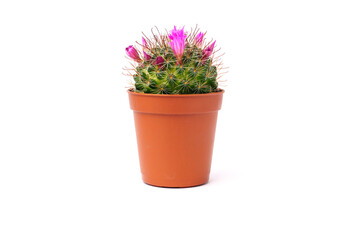 Blooming cactus in brown pot isolated on white