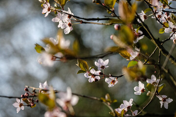 Fleurs de  printemps