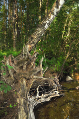 Lake Otradnoe, located in the Leningrad region