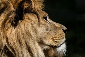 Lions: Portrait of the King of the Animals