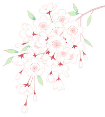 桜　イラスト