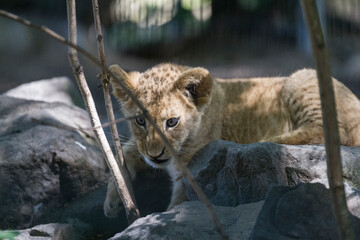 Baby lion roams the enclosure at the zoo