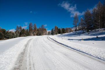 View of winter forest in Altay mountains