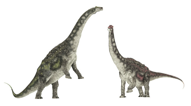 Dinosaurier Diamantinasaurus, Freisteller