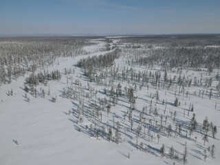 Winter snow-covered expanses of endless Yakutia. Forests of larch, spruce and cedar.