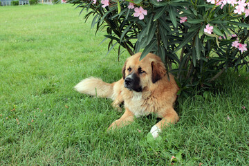 Big dog in the park. Yellow cute dog lies in the park, in the garden. Green grass. Pink flowers.