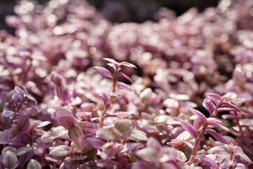 callisia repens pink lady plant 