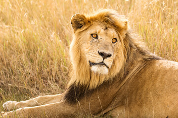 Closeup of a lion resting in the grass during safari in Serengeti National Park, Tanzania. Wild nature of Africa..