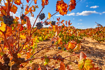 Vineyards plantation in Utiel Requena. Harvest time. Spanish viticulture
