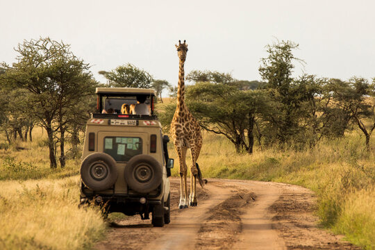 Fototapeta Giraffe with trees in background during sunset safari in Serengeti National Park, Tanzania. Wild nature of Africa. Safari car in the road.