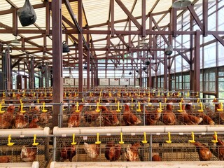 Chicken farm containing hundreds of laying hens. The eggs can be harvested every day for sale.