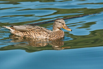 female mallard in water