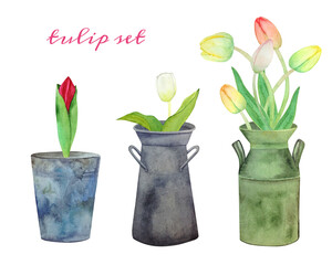 Watercolor set with tulips in pots isolated on white background. A red tulip sprouting in a metal pot, a delicate white tulip in a vase, a bouquet of different tulips in a vintage can.
