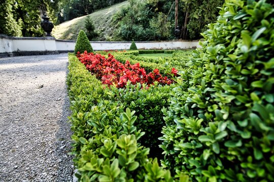 Buchsbaum-Hecke