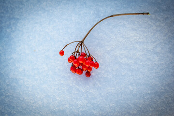 A bush of red viburnum in the snow.