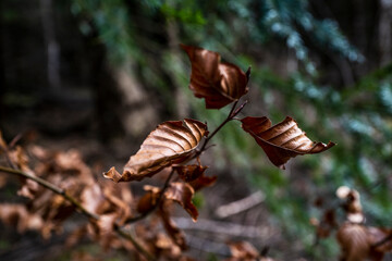 feuilles mortes d'une branche d'arbre